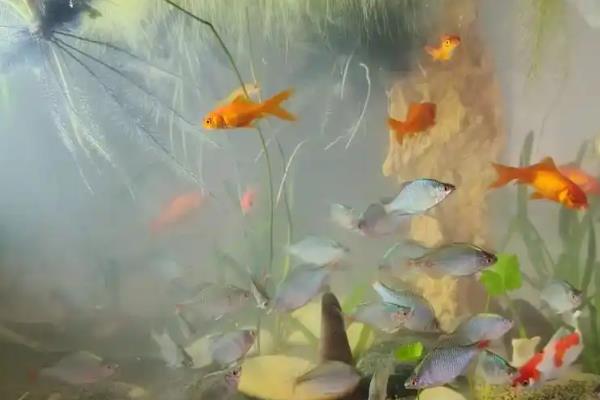 鱼缸死鱼后怎么消毒，倒入高锰酸钾等药物浸泡