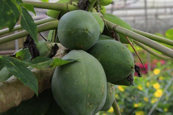 木瓜有哪几种，有番木瓜、夏威夷木瓜等