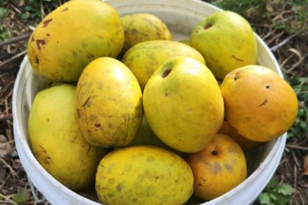 木瓜有哪几种，有番木瓜、夏威夷木瓜等