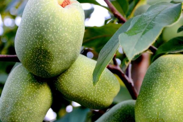 木瓜有哪几种，有番木瓜、夏威夷木瓜等