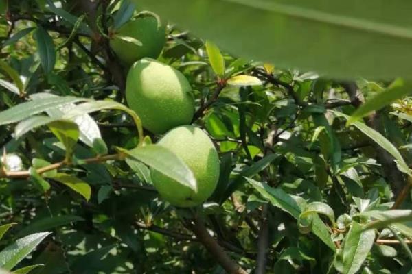 木瓜有哪几种，有番木瓜、夏威夷木瓜等