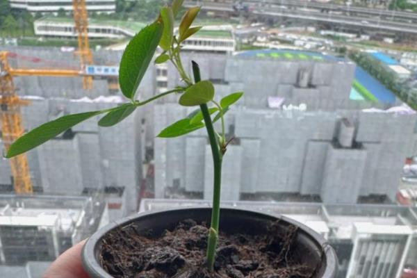 月季小苗一年可以长到什么程度，可以达到1米左右