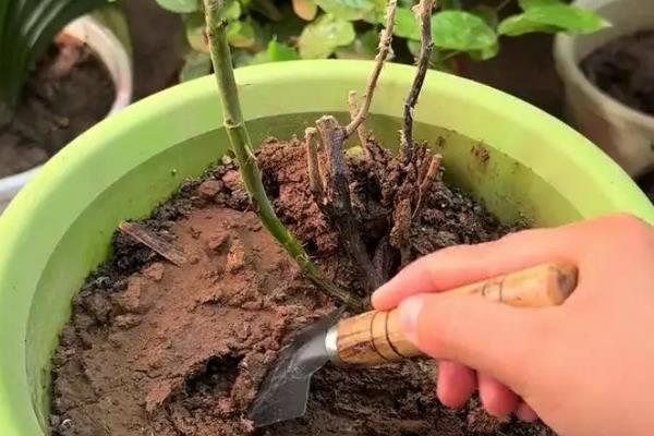 月季小苗一年可以长到什么程度，可以达到1米左右