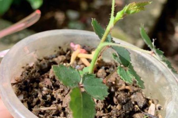 月季小苗一年可以长到什么程度，可以达到1米左右