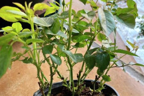 月季小苗一年可以长到什么程度，可以达到1米左右