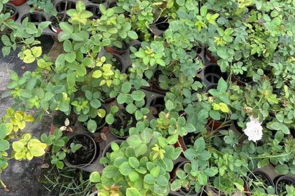 月季小苗一年可以长到什么程度，可以达到1米左右