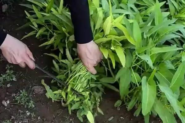 空心菜的保存时间，取决于保存方法