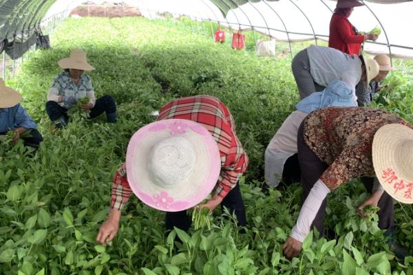 空心菜的保存时间，取决于保存方法