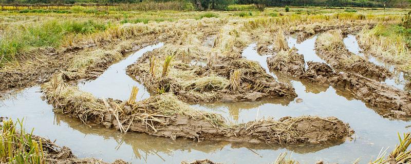 水稻土的种类,分为淹育水稻土、渗育水稻土等类型