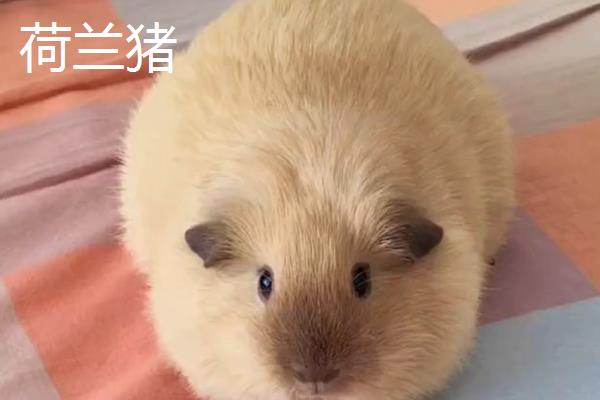 荷兰猪与仓鼠有什么区别，荷兰猪的体型更大且没有尾巴