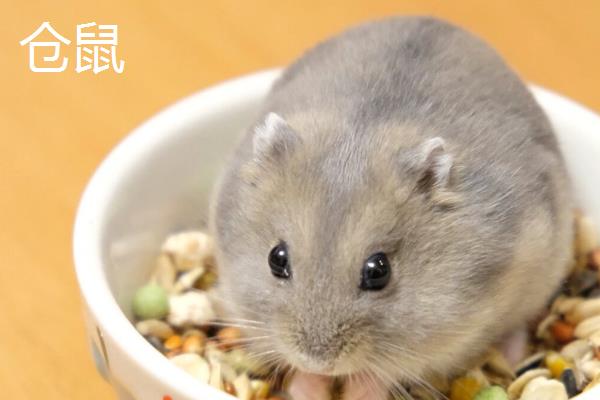 荷兰猪与仓鼠有什么区别，荷兰猪的体型更大且没有尾巴