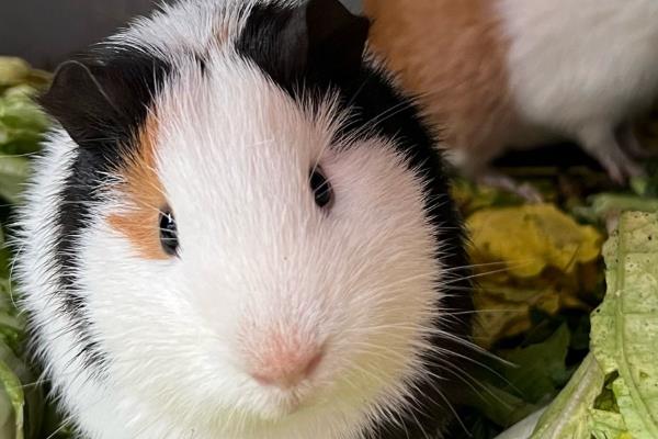 荷兰猪与仓鼠有什么区别，荷兰猪的体型更大且没有尾巴