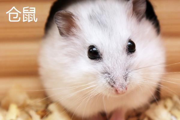 荷兰猪与仓鼠有什么区别，荷兰猪的体型更大且没有尾巴