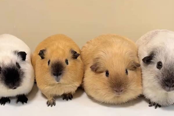 荷兰猪与仓鼠有什么区别，荷兰猪的体型更大且没有尾巴