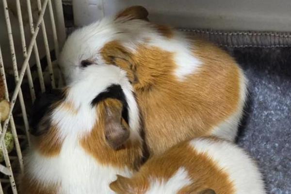 荷兰猪与仓鼠有什么区别，荷兰猪的体型更大且没有尾巴