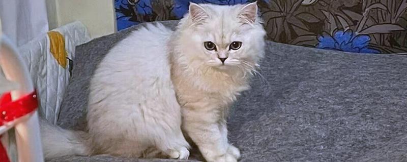 猫传腹早期会引起呼吸困难吗,通常早期不会有明显症状