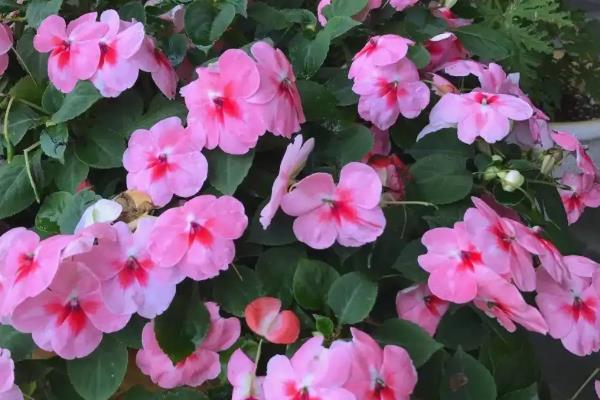 非洲凤仙的耐寒温度，可短暂忍受5℃左右的低温