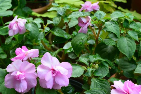 非洲凤仙的耐寒温度，可短暂忍受5℃左右的低温