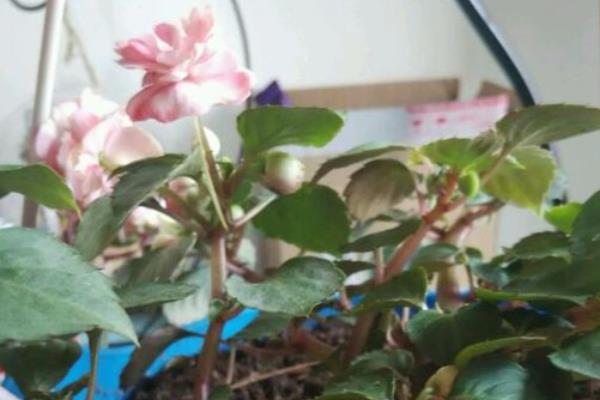 非洲凤仙的耐寒温度，可短暂忍受5℃左右的低温