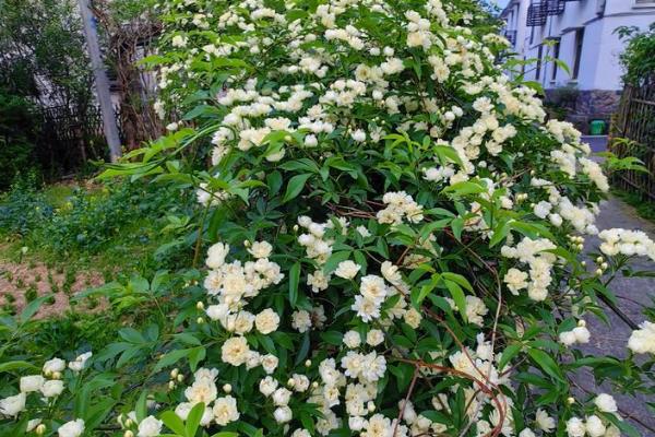 白木香简介,一般是指土沉香