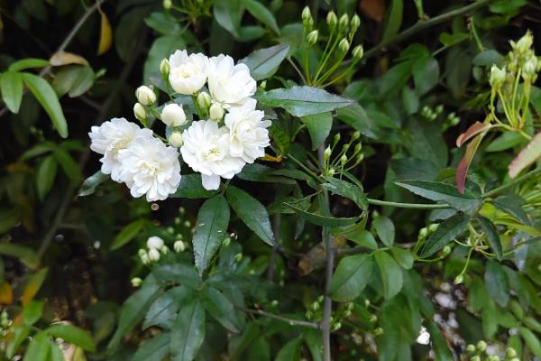 白木香简介,一般是指土沉香