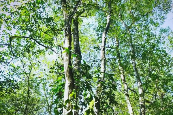 白木香简介,一般是指土沉香