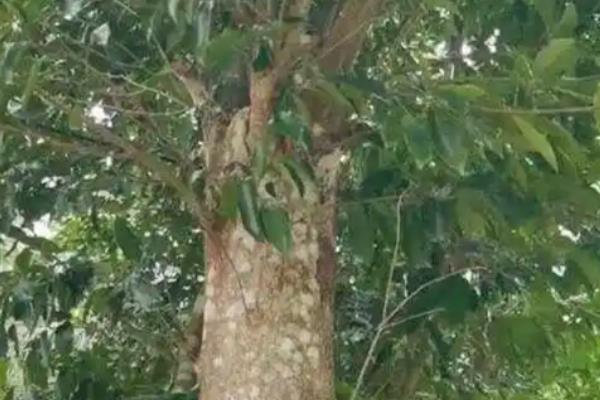 白木香简介,一般是指土沉香