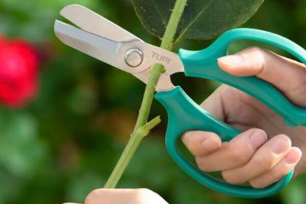 非洲凤仙的耐寒温度，可短暂忍受5℃左右的低温