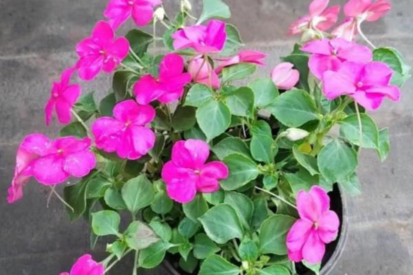 非洲凤仙的耐寒温度，可短暂忍受5℃左右的低温