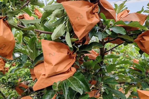 苹果套袋的方法,套袋时注意不要将纸袋贴近果面