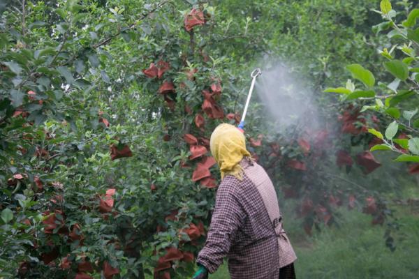 苹果套袋的方法,套袋时注意不要将纸袋贴近果面