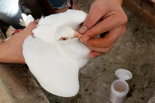 鸽子突然不下蛋的原因，数量偏多、患病衰老都是常见因素