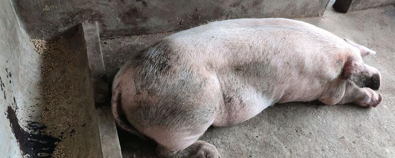 冬天猪不爱吃食怎么处理,需要消炎和调理肠胃