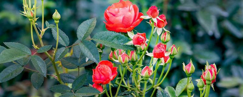 月季花的颜色,分为红色、黄色、橙色等种类