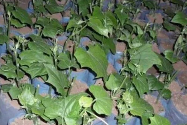 佛手瓜的繁殖方法,可整瓜繁殖、种子繁殖等