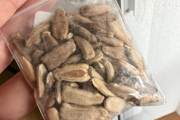 佛手瓜的繁殖方法,可整瓜繁殖、种子繁殖等