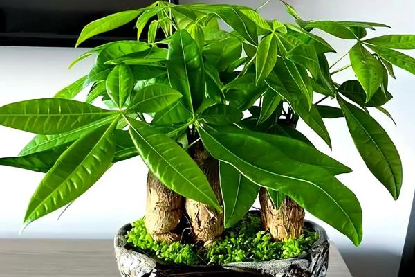 发财树怎么浇水，沿着盆壁浇入