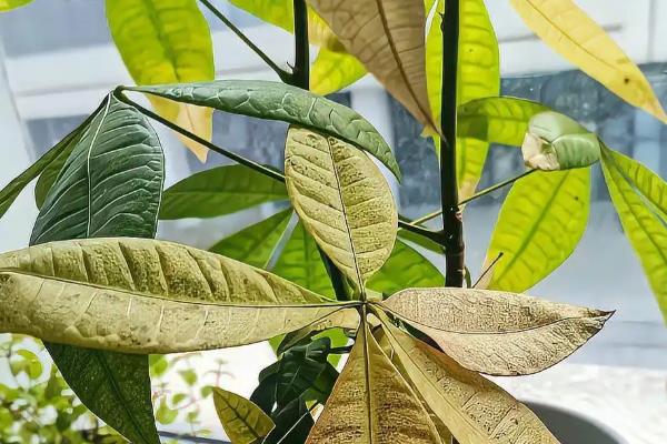 发财树怎么浇水，沿着盆壁浇入