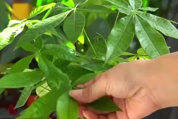 发财树怎么浇水，沿着盆壁浇入