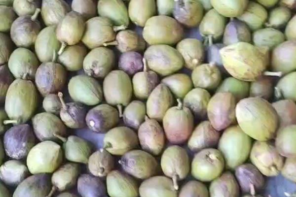 发财树怎么浇水，沿着盆壁浇入