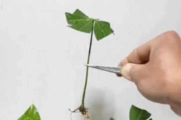 发财树怎么浇水，沿着盆壁浇入