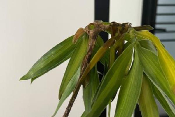 百合竹的修剪方法，一般是剪除病枝和弱枝