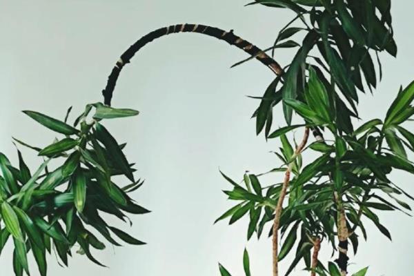 百合竹的修剪方法，一般是剪除病枝和弱枝