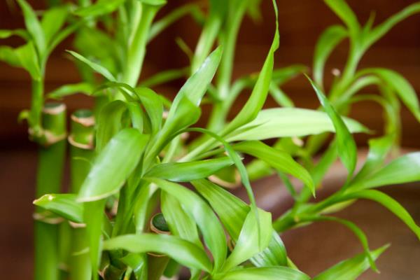 百合竹的修剪方法，一般是剪除病枝和弱枝