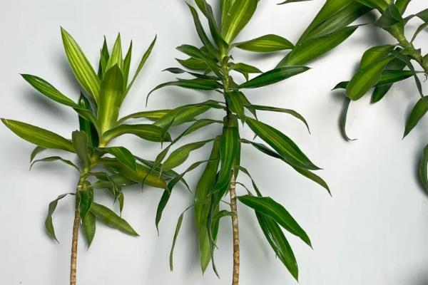 百合竹的修剪方法，一般是剪除病枝和弱枝