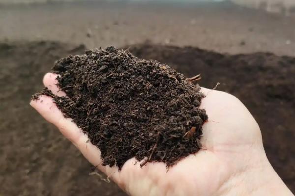 百合竹的修剪方法，一般是剪除病枝和弱枝