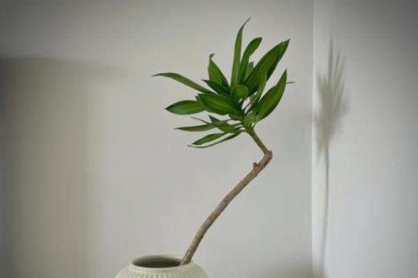 百合竹的修剪方法，一般是剪除病枝和弱枝