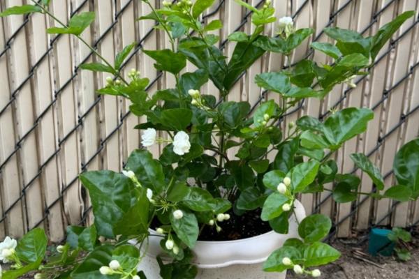 茉莉是喜阴还是喜阳，属于喜阳植物