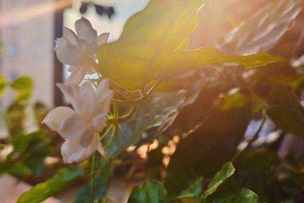 茉莉是喜阴还是喜阳，属于喜阳植物