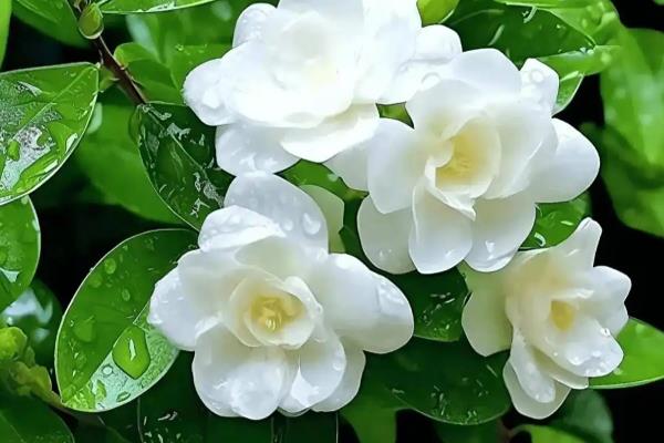 茉莉是喜阴还是喜阳，属于喜阳植物